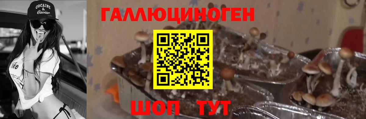 Псилоцибиновые грибы GOLDEN TEACHER Вологда